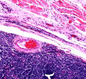 Microscopios DM2500 & DM2500 LED