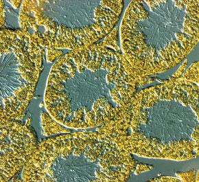 Microscopios DM2500 & DM2500 LED