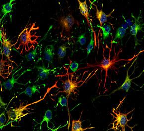 Microscopios DM2500 & DM2500 LED