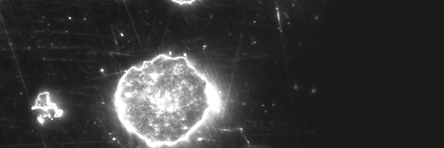 Microscopios verticales de materiales DM4 M & DM6 M Leica 