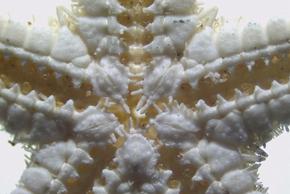 Estereomicroscopio EZ4 E Leica Estereomicroscopio EZ4 W Leica