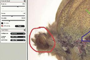 Estereomicroscopio EZ4 E Leica Estereomicroscopio EZ4 W Leica