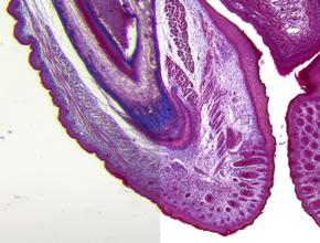 Microscopio De Investigacion M205 A Macroscopio M205 A Leica